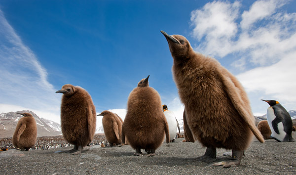 penguins